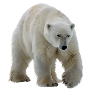 Polar white bear PNG-23526